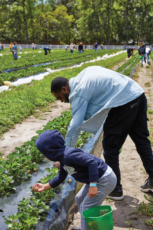 Heart & Soil Celebrate strawberry season at these Lowcountry Upick
